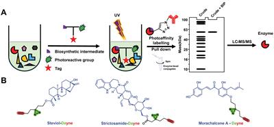 Chemoproteomics approach to elucidating biosynthetic pathway of plant natural products